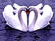   WhiteWaterLily