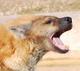   Lone Hyena