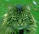   Greencat