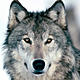 Аватар для wolf950